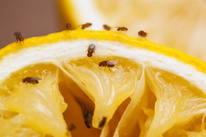 How to Avoid Fruit Flies and Drain Flies